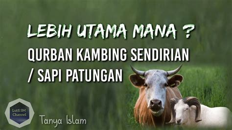 Lebih Utama Mana Kurban Kambing Sendirian Atau Sapi Patungan Tanya