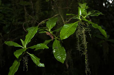 Mountain Birdberry From Ehlanzeni Mpumalanga South Africa On February