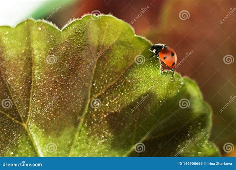 Ladybug On A Green Leaf Macro Photography Close Up Plan Plant