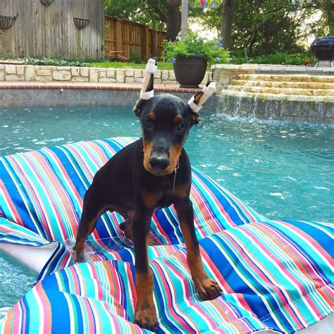 Just 21 Dogs Doin Themselves A Pool Float Cuteness