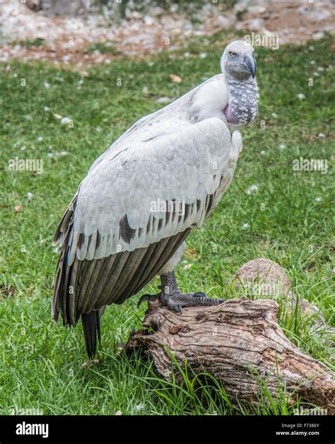 Cape Vulture Stock Photo Alamy