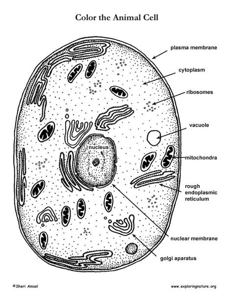 Animal Cell Coloring Page - Coloring Home