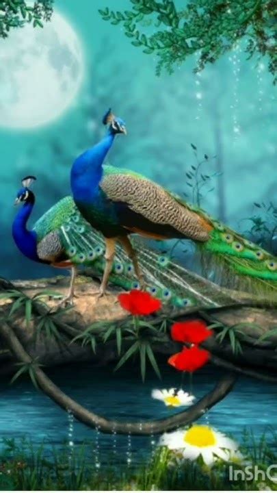 Beautiful Peacock ️ ️ ️short 🥰🥰🥰🥰 Youtube