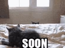 Soon Cat GIF - Soon Cat - Discover & Share GIFs