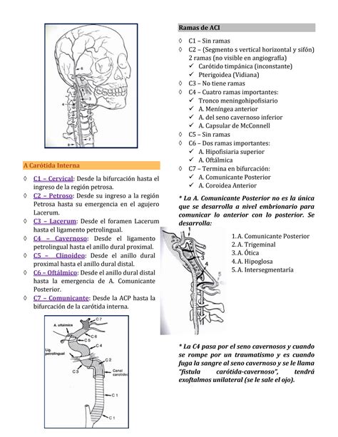 Solution Anatom A Del Sistema Arterial Y Venoso Studypool