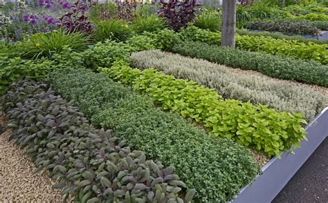 grow herbs thompson morgan