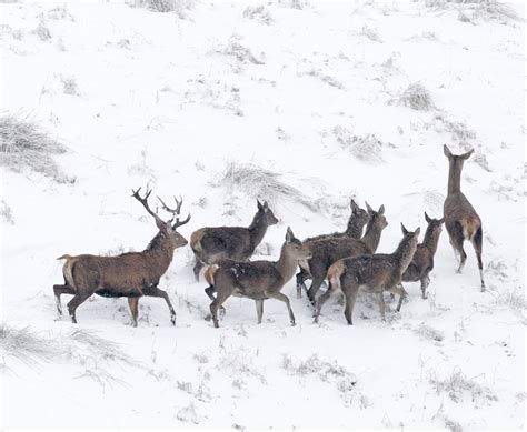 Exmoor Photography Snow