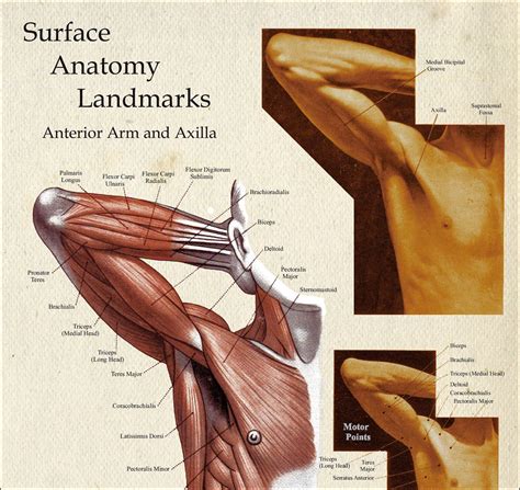 Body Muscle Locations at Rodney Swisher blog