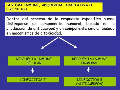 PPT RESPUESTA INMUNE DE TIPO CELULAR Y HUMORAL PowerPoint