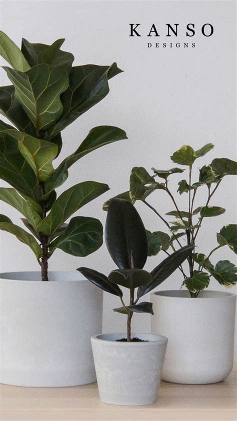 Minimalist Plant Decor | Plant decor, Kitchen plants, Plant house aesthetic