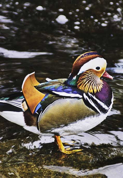 Mandarin Duck Wallpapers Top Free Mandarin Duck Backgrounds