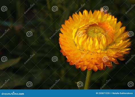 Orange Immortelle Flower (lat. Helichrysum) on a Blurred Background ...