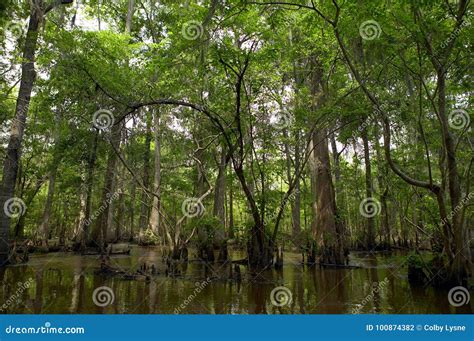 Rvores Verdes No P Ntano Obscuro Foto De Stock Imagem De Habitat