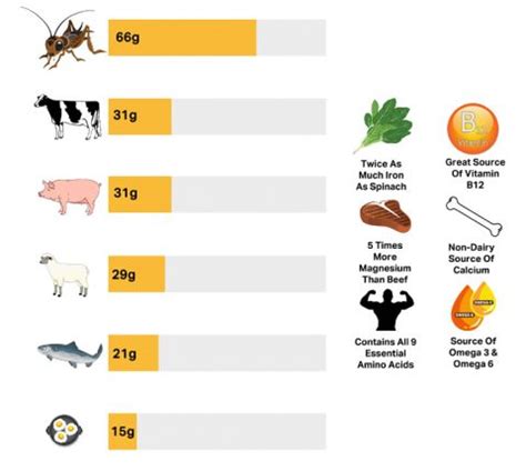 Why Crickets - Paradox Protein