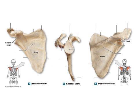 Anatomy Lab Appendicular Skeleton The Scapula Diagram Quizlet