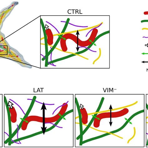 Of The Modulation Of Mitochondrial Shape Fluctuations And Mobility By