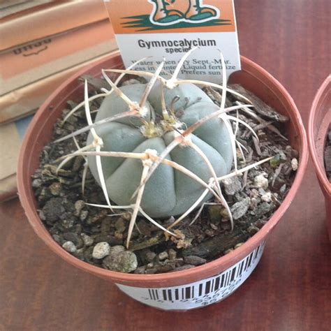 Gymnocalycium Triacanthum Chin Cactus In Gardentags Plant Encyclopedia