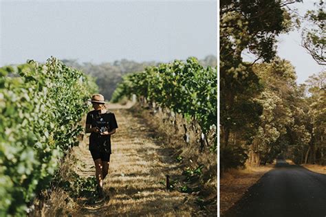 Vasse Felix Blog Vintage Icon Chardonnay Plots