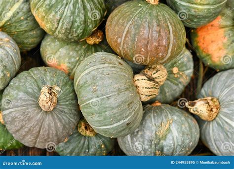 Green Kabocha Squashes Stock Image Image Of Nature 244955895