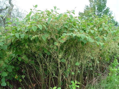 Fallopia Japonica Japanese Winged Knotweed Go Botany