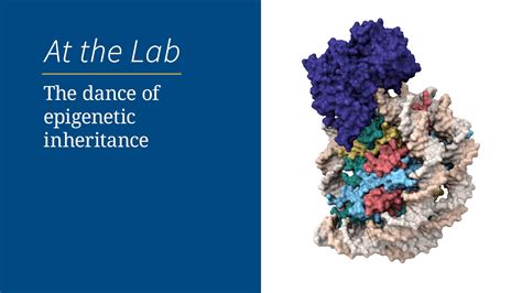 The dance of epigenetic inheritance | Cold Spring Harbor Laboratory