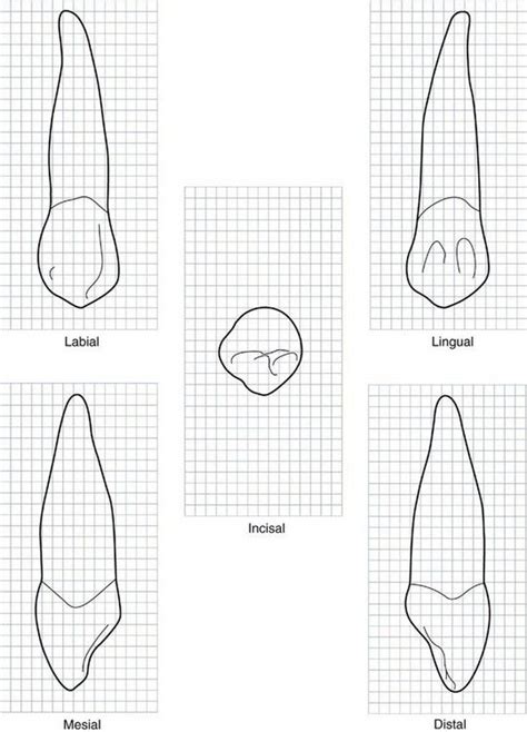 8 The Permanent Canines Maxillary And Mandibular Dental Anatomy