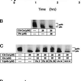 Effects Of Pa And Okadaic Acid Oa On C Ceramide C Cer Induced