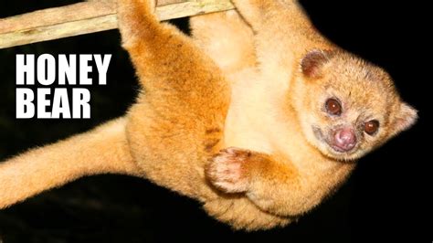 Kinkajou Facts The Honey Bear Animal Fact Files Youtube