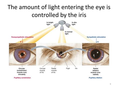 Ppt Vision I Powerpoint Presentation Free Download Id2802121