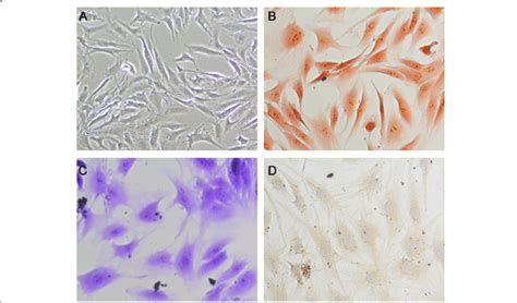 Identification Of Nucleus Pulposus Cells A The Gross Morphology Of The