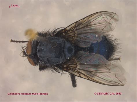 Calliphoridae