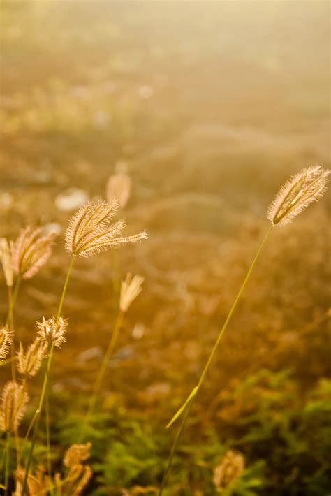 Free Images : nature, sunset, field, meadow, wheat, prairie, sunlight ...