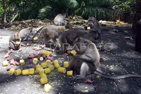 Jumlah Kunjungan Di Monkey Forest Ubud Bali Antara Foto