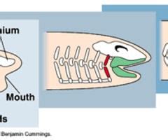 Chapter 34: Vertebrates Flashcards | Quizlet