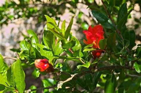 Medlar flowers on tree stock photo. Image of green, tree - 64238584