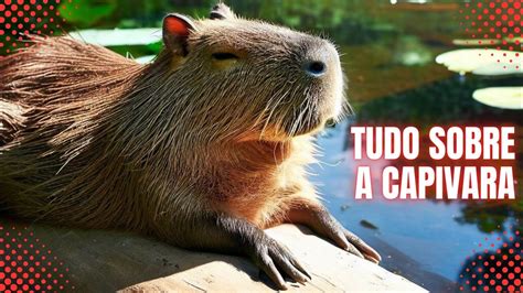 Tudo Sobre A Capivara Curiosidades Caracter Sticas F Sicas E