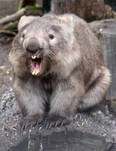 Pin by Blake "Wombat" Wommack on Wombat | Australia animals, Wombat, Quoll