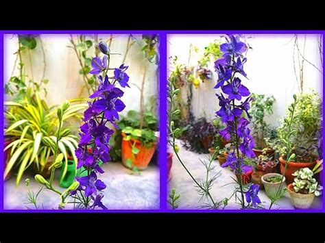 Larkspur Flower Meaning In Urdu Best Flower Site