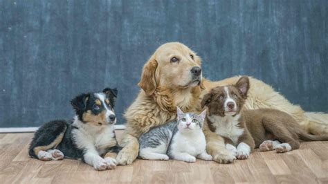 pets finding  perfect companion hey dorothea