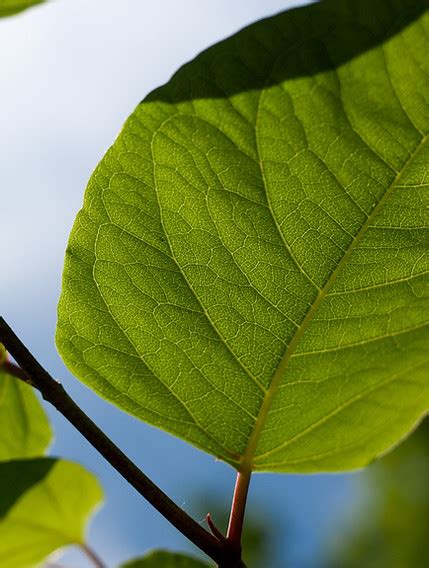 Japanese Knotweed Faqs Longfield Knotweed Solutions