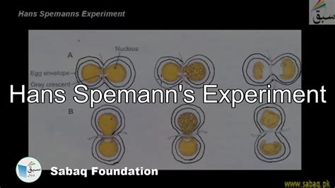 Hans Spemanns Experiment Biology Lecture Sabaqpk Youtube