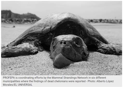 Over 100 endangered sea turtles turn up dead in Guerrero - San Miguel Times