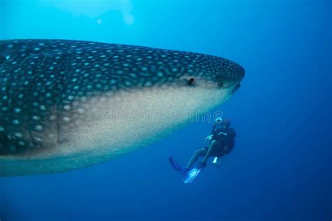 Whale Shark and Diver stock image. Image of biology, whaleshark - 51967257