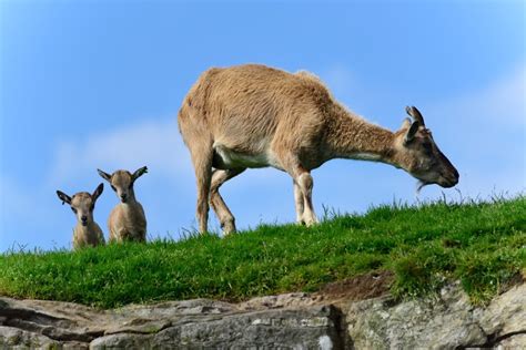 Rare animal baby boom at Highland WIldlife Park as markhor twins arrive