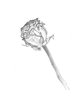 Dead Flower Sketch at PaintingValley.com | Explore collection of Dead Flower Sketch