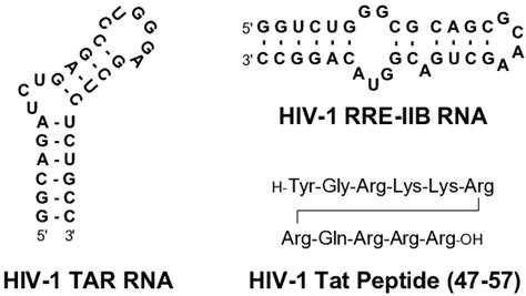 Hiv Tat Protein Lt Lifetein The Peptide