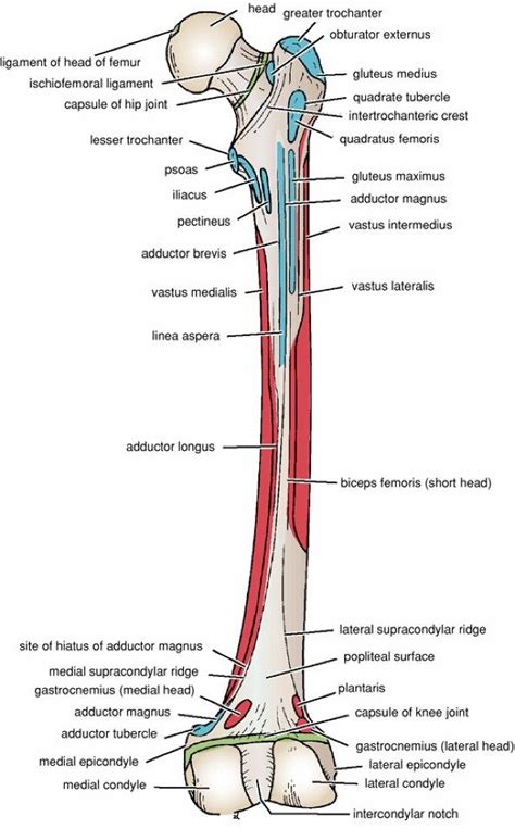 Lower Limb Muscles Femur Artofit