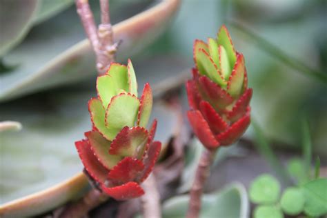 Fotos Gratis Paisaje Naturaleza Desierto Cactus Hoja Flor