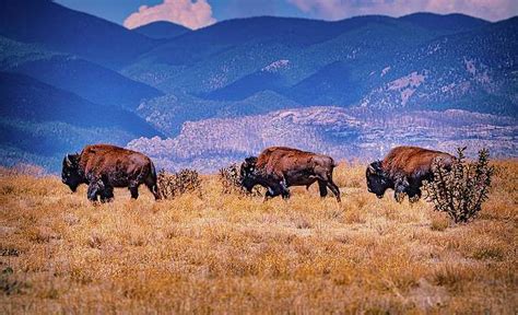 Philmont Art For Sale Fine Art America