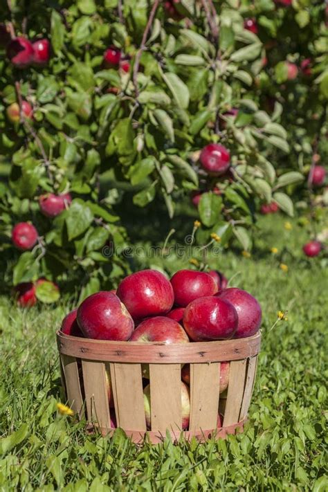 Bushel of Apples stock image. Image of lunch, farm, field - 33349925